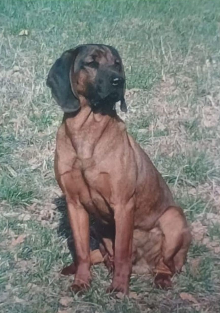 Bayerischer Gebirgsschweisshund