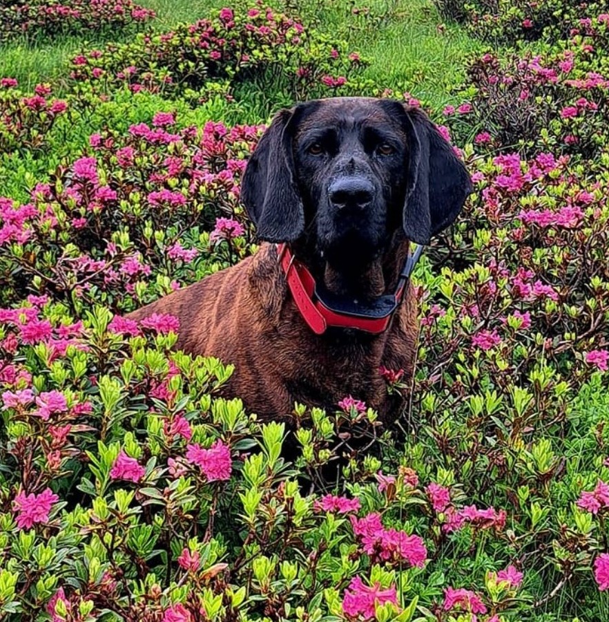 Hannoverscher Schweisshund